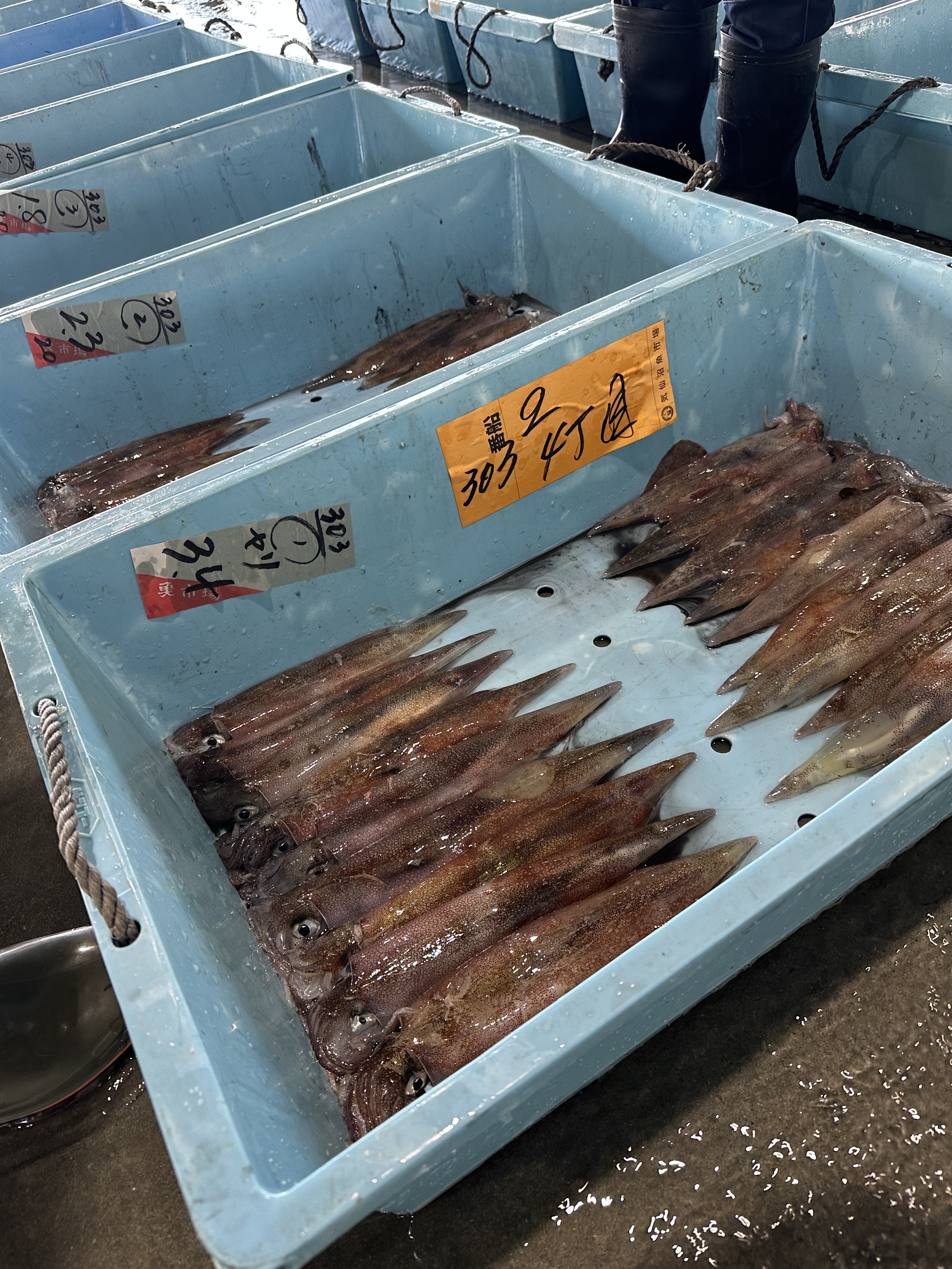 市場のイカ