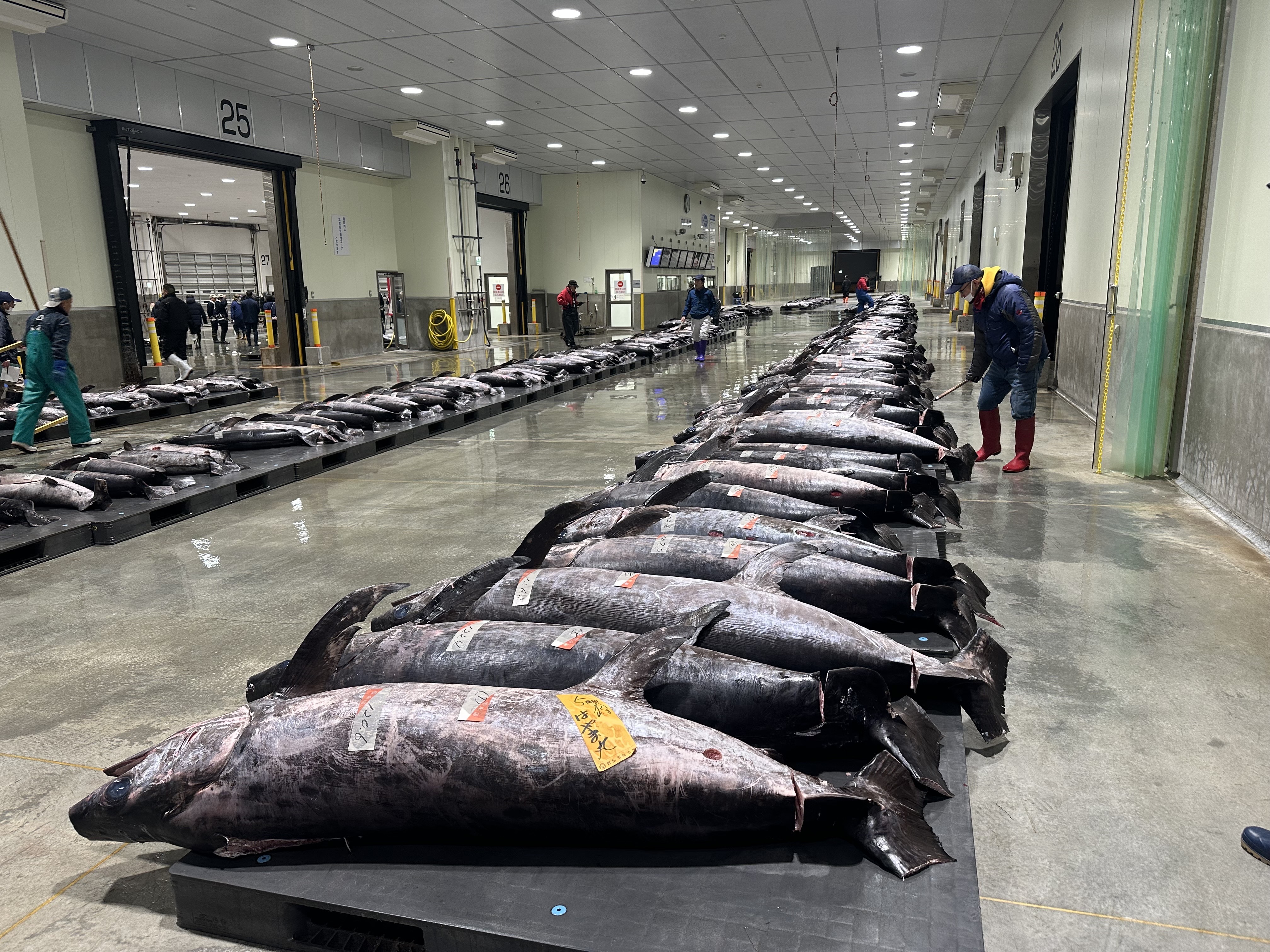 気仙沼魚市場 - 水揚げされたメカジキ